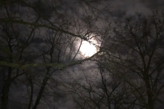 Mond_Baeume